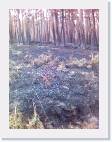 bosque quemado 5
